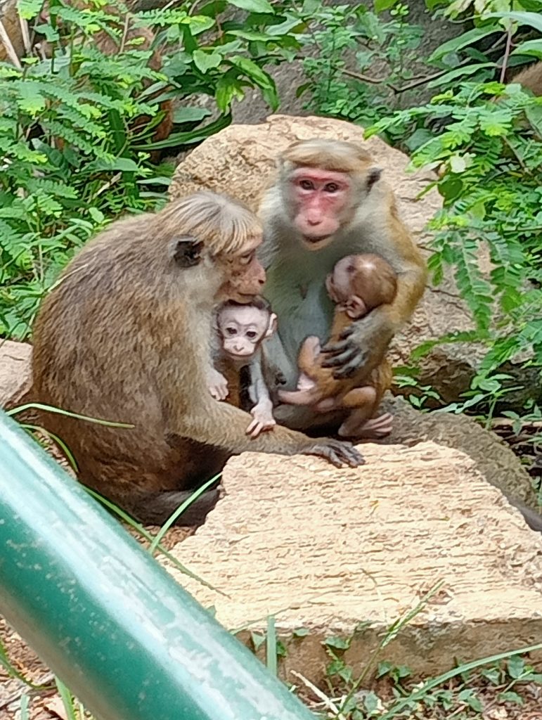 Monkey Family - Mum and red-faced Dad and two babies