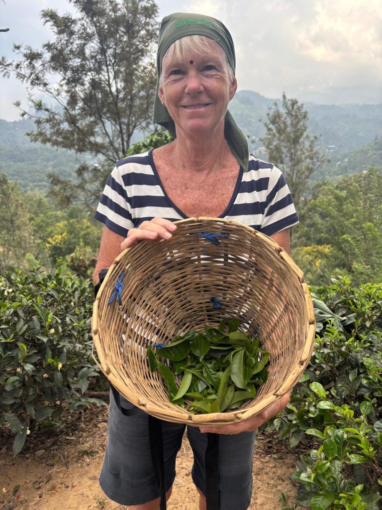 Me picking tea in the hills near Badulla, dressed in attractive tea pickers scarf and holding a hessian basket with 30 minutes pickings in the bottom