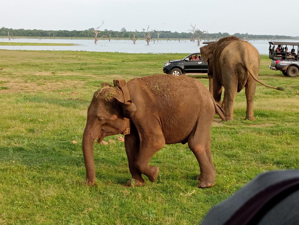 2 Indian Elephants at Udawalawe National Park
