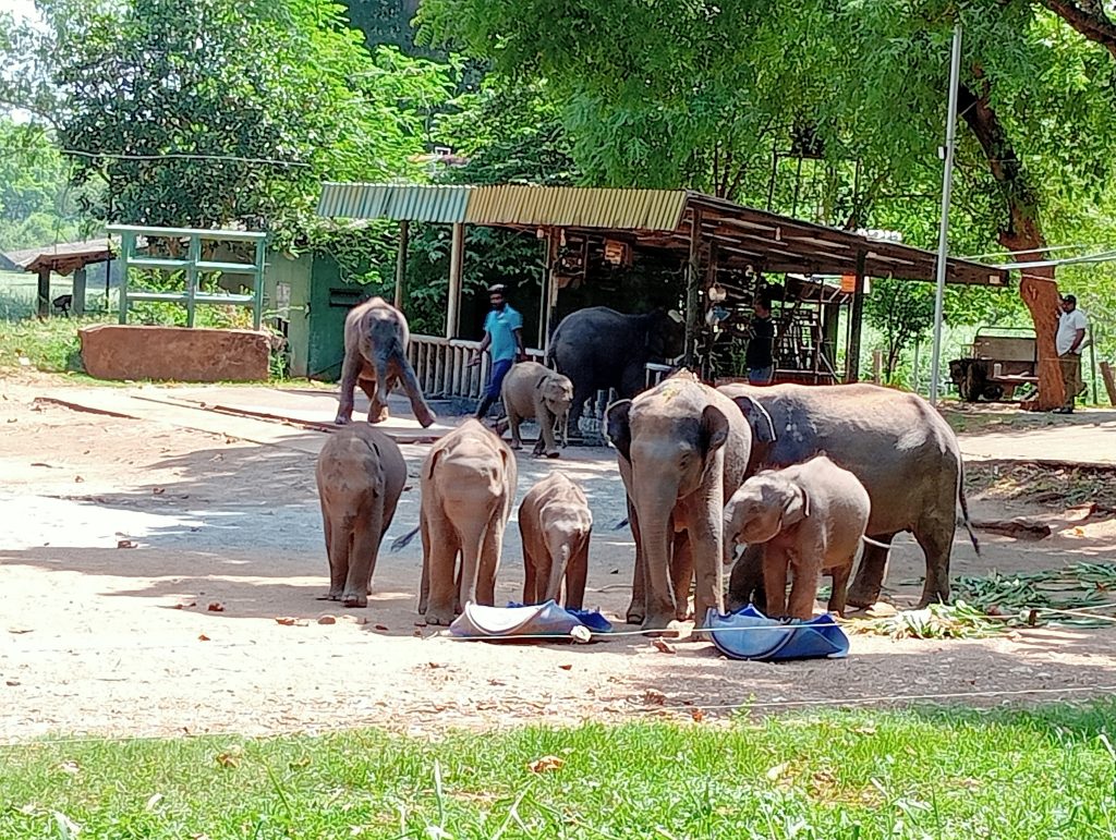 Feeding time at Ath Athuru Sevana. The elephants are fed formula milk through a hose by staff and the elephants get very excited at the prospect