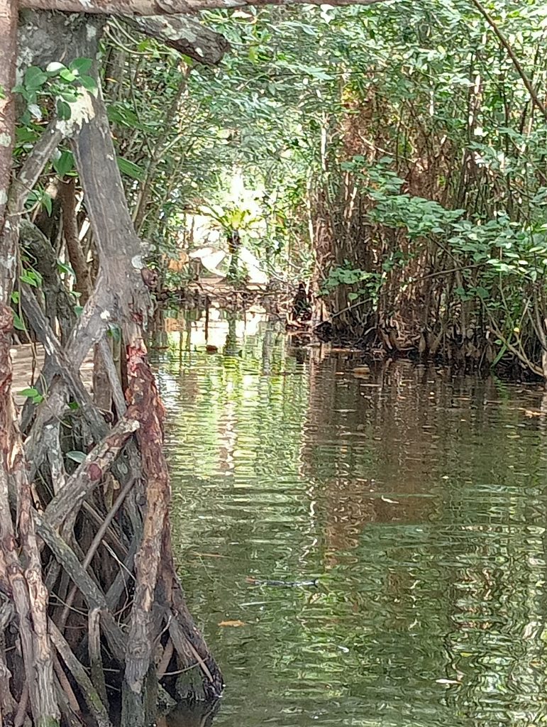 Travelling through a mangrove tunnel on a small private boat near Galle