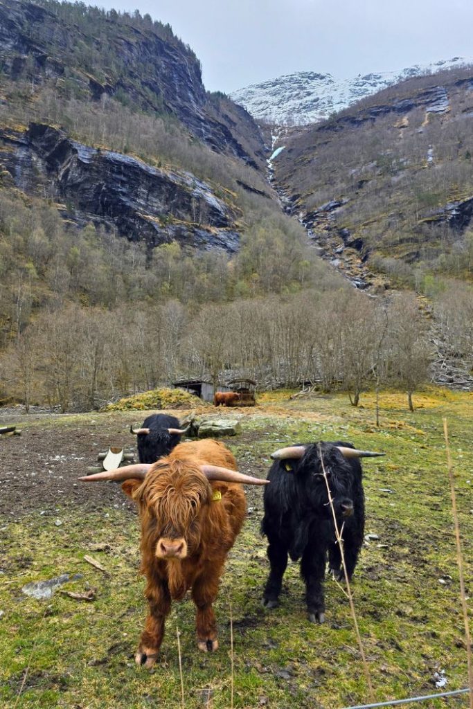 A red and black highland cow with great horns and shaggy, long fur